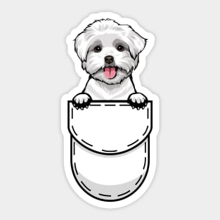 Funny Maltese Pocket Dog Sticker